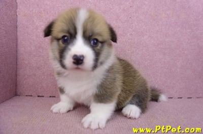 03/14雙色柯基犬母幼犬2號7