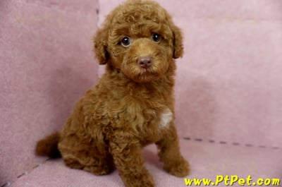 04/15紅貴賓公幼犬(屏東市)5