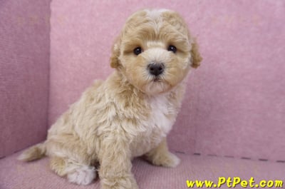 02/18泰迪比熊母幼犬3號(屏東市)5