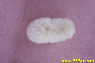 07/23迷你型松鼠白博美公幼犬(屏東潮州)6