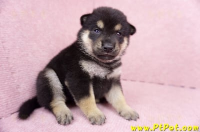 07/05黑色柴犬母幼犬1號(屏東長治)3