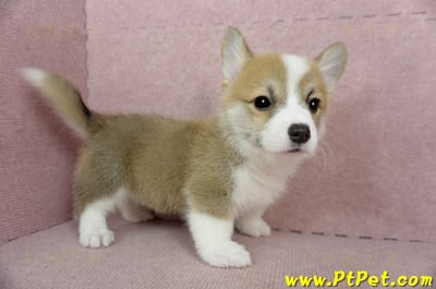 02/09雙色柯基犬公幼犬(新竹)5