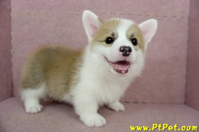 01/25雙色柯基犬公幼犬(基隆中山)1