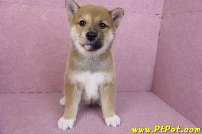 11/08赤色柴犬母幼犬(屏東九如)2