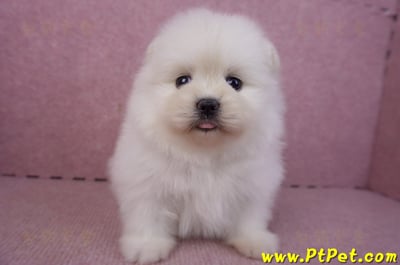 02/10白色松鼠博美母幼犬1