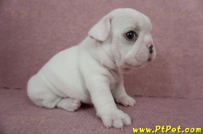 04/18奶白色法國鬥牛公幼犬2號(屏東內埔)3