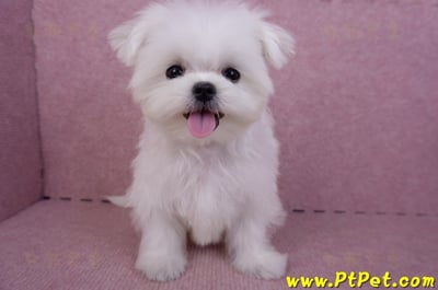 07/26迷你型馬爾濟斯公幼犬(屏東市)2