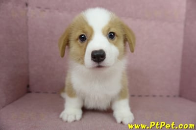 05/09雙色柯基犬公幼犬2號(宜蘭三星)1