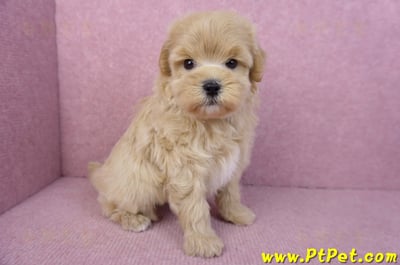 11/23馬爾泰迪公幼犬1號4