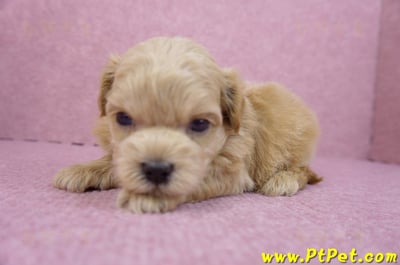 03/22馬爾泰迪公幼犬5