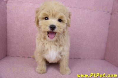 11/23馬爾泰迪公幼犬1號(高雄茂林)5