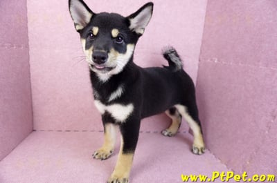 05/14黑色柴犬母幼犬(新北土城)9