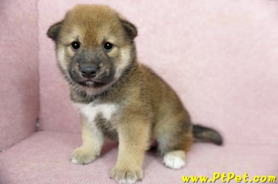 06/04赤色長毛柴犬公幼犬(桃園八德)6