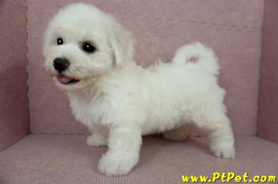 01/12比熊犬公幼犬(花蓮吉安)11