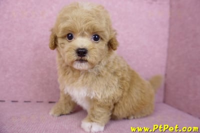 08/12泰迪比熊母幼犬2號(桃園龜山)10