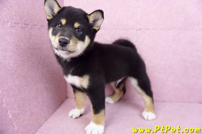 11/08黑色柴犬公幼犬(桃園蘆竹)8