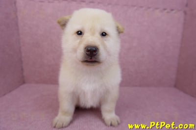 05/24白色柴犬公幼犬2號1