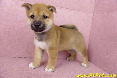 06/09赤色柴犬公幼犬3號(高雄橋頭)8