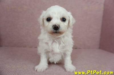 01/12比熊犬母幼犬(屏東市)2