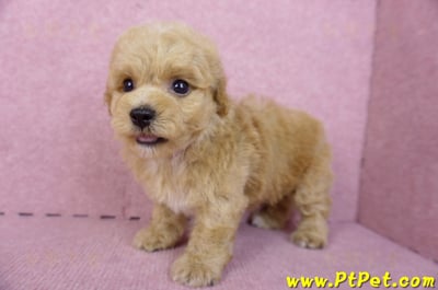 08/12泰迪比熊公幼犬(台北信義)10