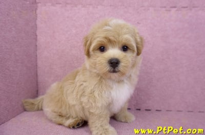 08/06奶油色馬爾泰迪公幼犬1號(桃園中壢)5