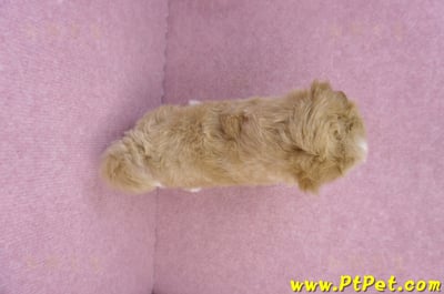 06/15奶油色馬爾泰迪公幼犬(新北蘆洲)12