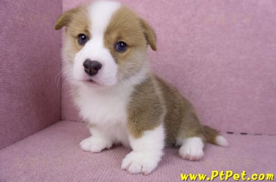 11/30雙色柯基犬公幼犬1號(屏東萬丹)10