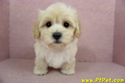 02/14奶油色馬爾泰迪公幼犬(桃園中壢)2