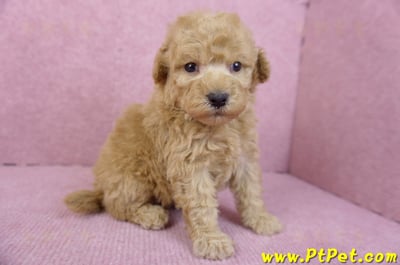 12/06玩具型奶油貴賓公幼犬(高雄左營)5