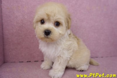 12/10馬爾泰迪公幼犬(台北信義)10