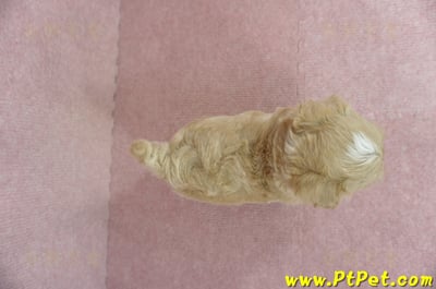 03/14奶油色馬爾泰迪公幼犬(台東市)10