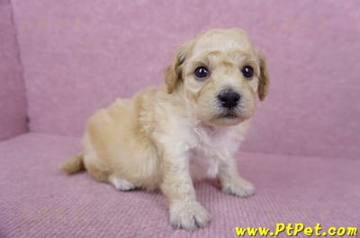 06/14泰迪比熊母幼犬(高雄楠梓)5