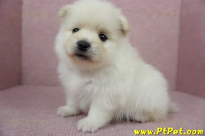 12/15迷你型松鼠白博美公幼犬1號(高雄鳳山)7