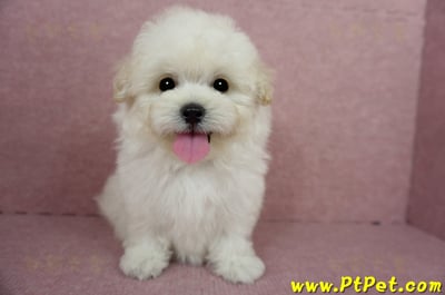 03/31奶油色馬爾泰迪母幼犬(桃園蘆竹)4