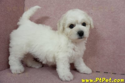 12/01比熊犬母幼犬1號（台北中山）6