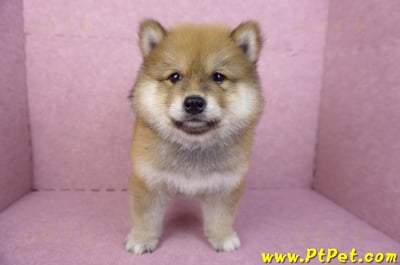 03/09赤色長毛柴犬公幼犬(高雄三民)3