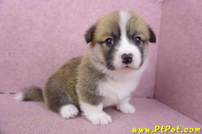 03/14雙色柯基犬母幼犬2號5