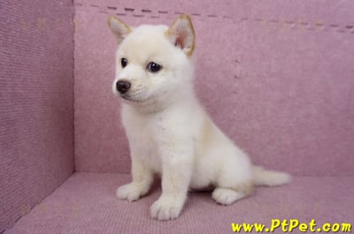 05/24白色柴犬公幼犬11