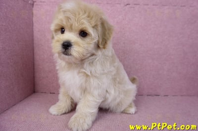 11/23馬爾泰迪公幼犬(高雄)13