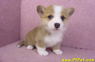 11/30雙色柯基犬公幼犬4號5