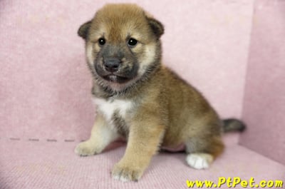 06/04赤色長毛柴犬公幼犬(桃園八德)5