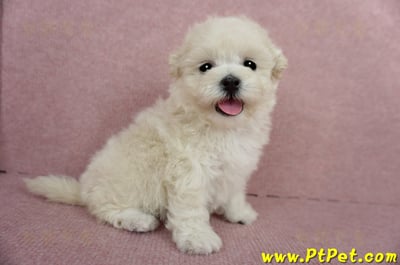 03/31奶油色馬爾泰迪母幼犬2號(屏東市)1