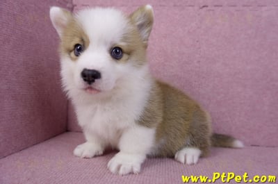 11/05雙色柯基犬公幼犬4號(台南安平)10