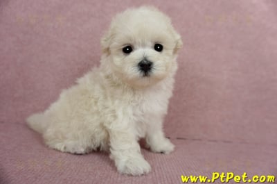 03/31奶油色馬爾泰迪母幼犬2號(屏東市)6