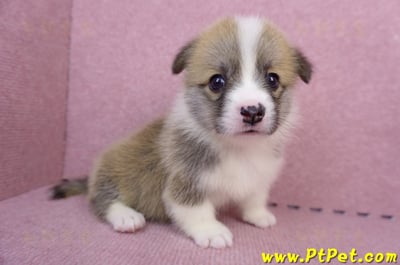 07/01雙色柯基犬母幼犬(雲林斗六)6