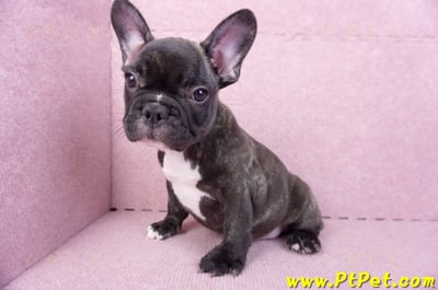 09/18虎斑色法國鬥牛母幼犬1號(屏東泰武)11