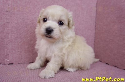 08/02奶油色馬爾泰迪公幼犬3號(嘉義朴子)6