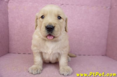 03/12黃金獵犬母幼犬2號2