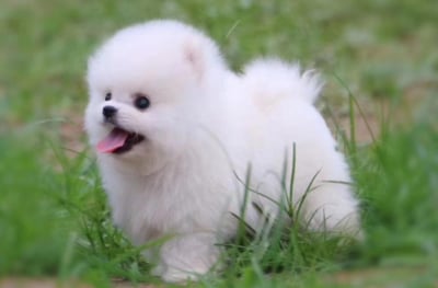 松鼠博美犬介紹5