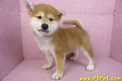 06/02赤色柴犬公幼犬(高雄林園)8
